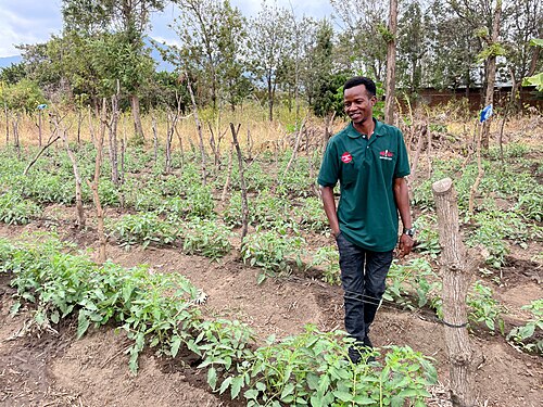 A farmer in a tomato field — context photograph